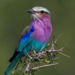 colorful-bird